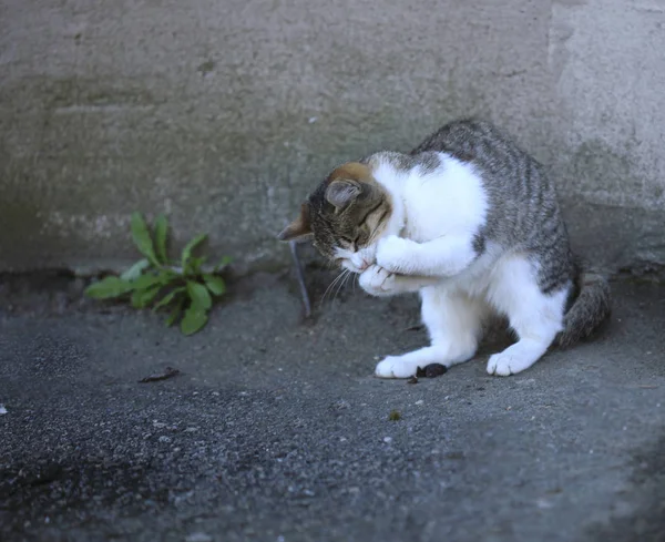 Porträtt Fluffig Vild Katt — Stockfoto