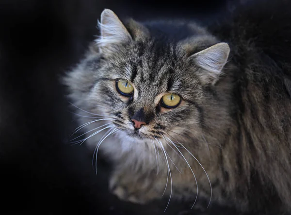 Retrato Gato Selvagem Fofo — Fotografia de Stock