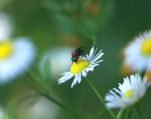 Kleurrijke Zomer Afbeelding Zomer Tuin — Stockfoto