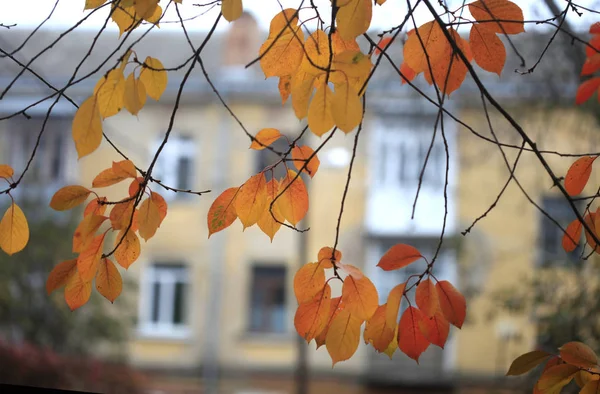 Kolorowe Liście Jesieni Roku — Zdjęcie stockowe