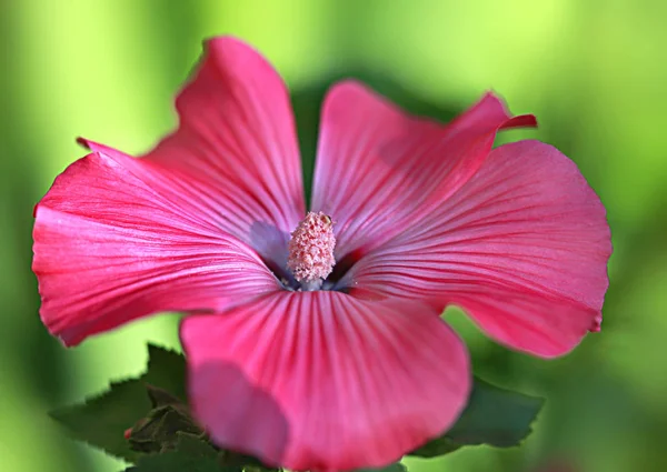 Buntes Sommerbild Sommergarten — Stockfoto