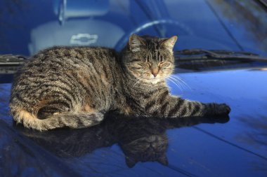 Vahşi sokak kedilerinin portresi