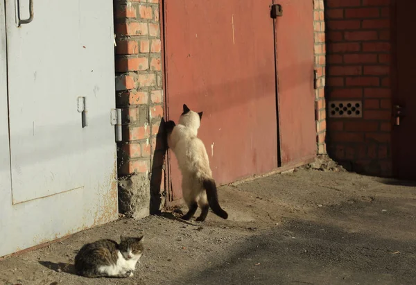 Retrato Gatos Selvagens Rua — Fotografia de Stock