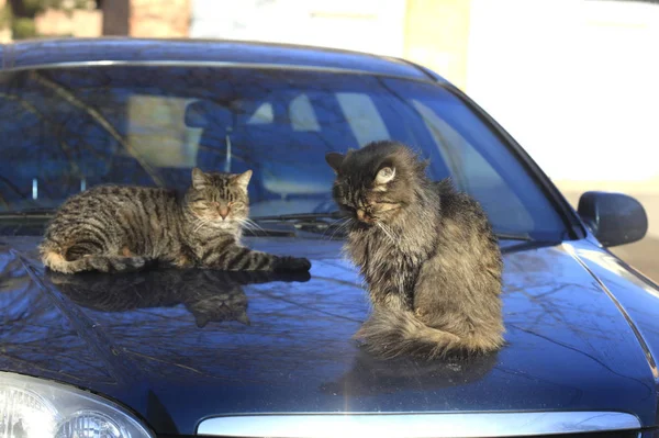 Retrato Gatos Callejeros Salvajes — Foto de Stock