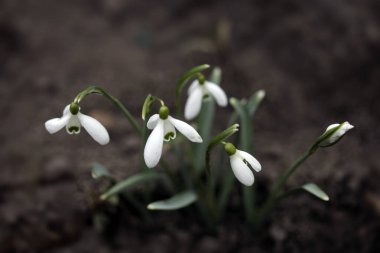 Bahar bahçesinde beyaz kar damlaları