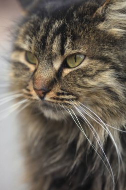 Çatıda oturan tüylü vahşi kedi portresi