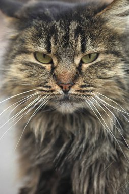 Çatıda oturan tüylü vahşi kedi portresi