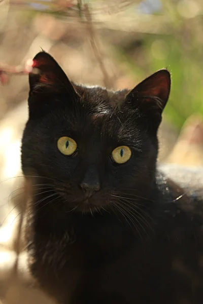 Портрет Дикої Чорної Кішки — стокове фото