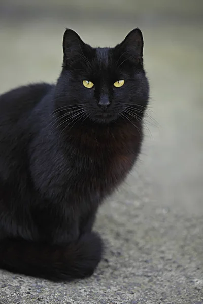 Retrato Gato Negro Salvaje —  Fotos de Stock