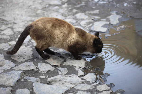 Braune Wildkatze Trinkt Wasser Pfütze — Stockfoto