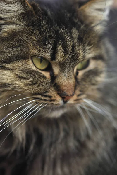 Portrét Nadýchané Divoké Kočky Sedící Střeše — Stock fotografie