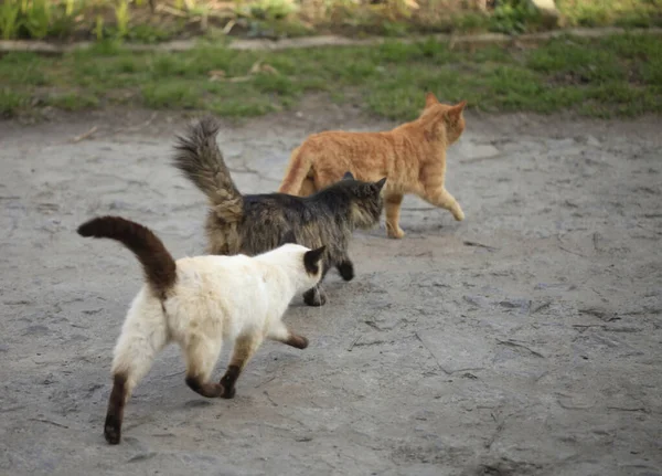 Retrato Tres Gatos Esponjosos — Foto de Stock