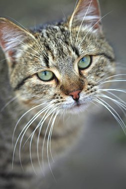 Vahşi tüylü kedi portresi