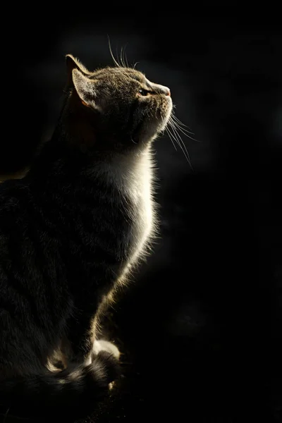 Silhouette Wild Fluffy Cat — Stock Photo, Image