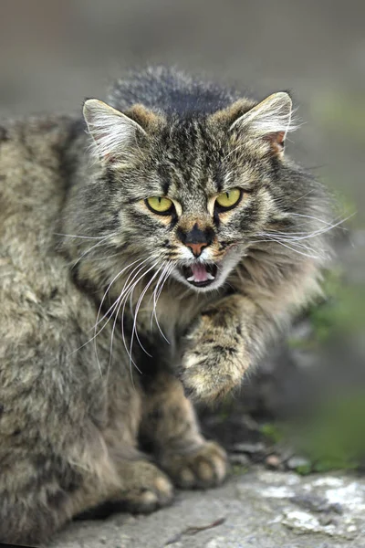 野生毛绒猫的肖像 — 图库照片