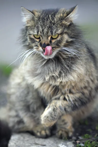 Πορτρέτο Της Άγριας Αφράτης Γάτας — Φωτογραφία Αρχείου