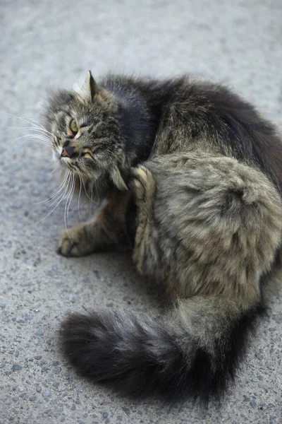 복슬복슬 고양이의 — 스톡 사진