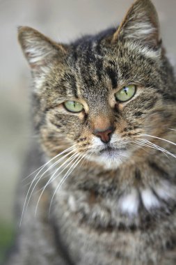 Tüylü vahşi kedi portresi