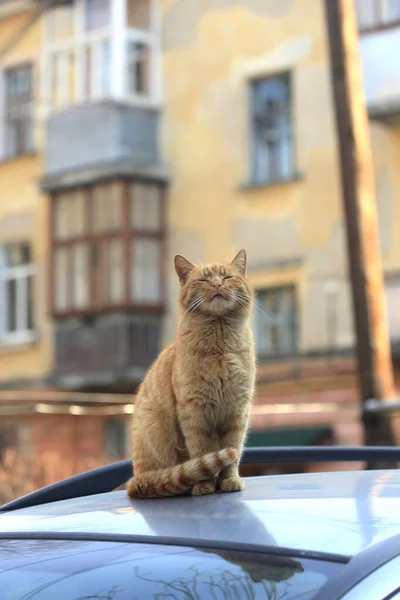 Porträt Der Wilden Roten Katze — Stockfoto