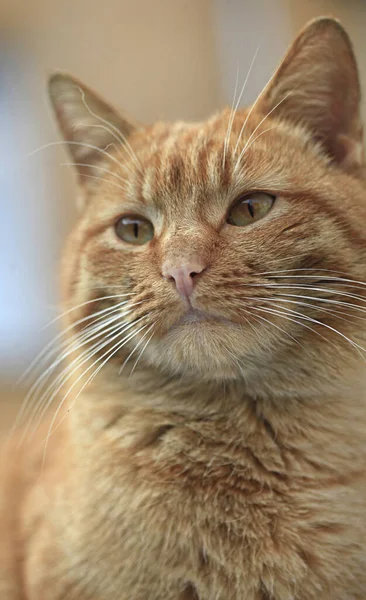 Portrait Wild Red Cat — Stock Photo, Image