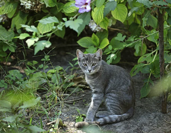 野生灰猫的肖像 — 图库照片