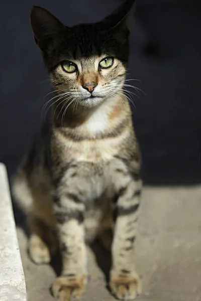 Retrato Gato Cinzento Selvagem — Fotografia de Stock