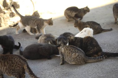 Yumuşak vahşi kediler yerde oturuyor