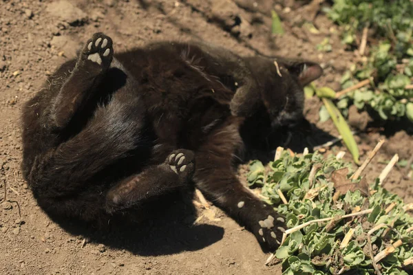 Fluffy Gatos Salvajes Sentado Suelo — Foto de Stock