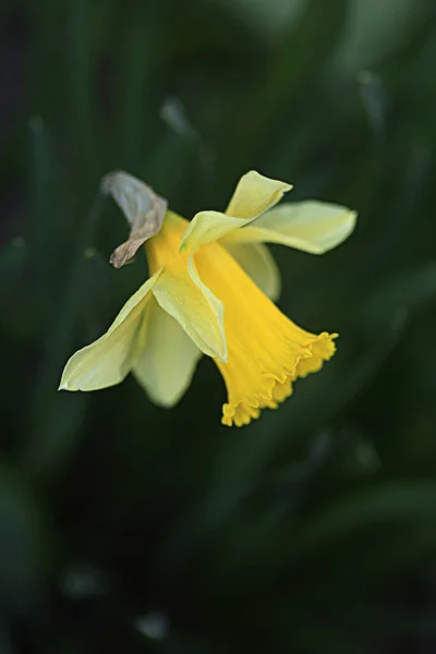 Πολύχρωμα Λουλούδια Στον Κήπο Της Άνοιξης — Φωτογραφία Αρχείου
