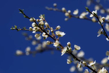 Bahar bahçesinde güzel çiçekler