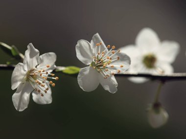 Bahar bahçesinde güzel çiçekler