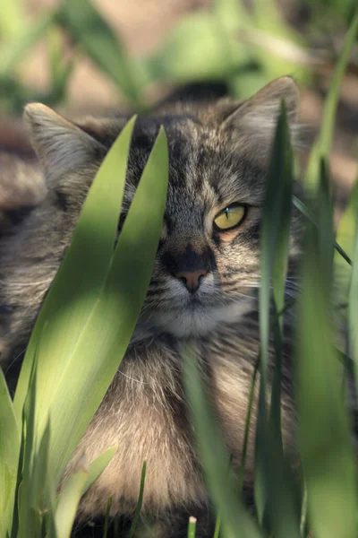 毛绒绒野猫的肖像 — 图库照片