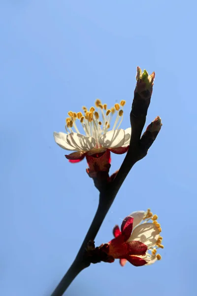 Bela Flor Jardim Primavera — Fotografia de Stock