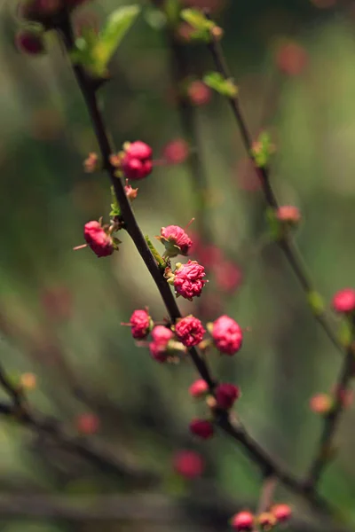 Flor Rosa Jardim Primavera — Fotografia de Stock