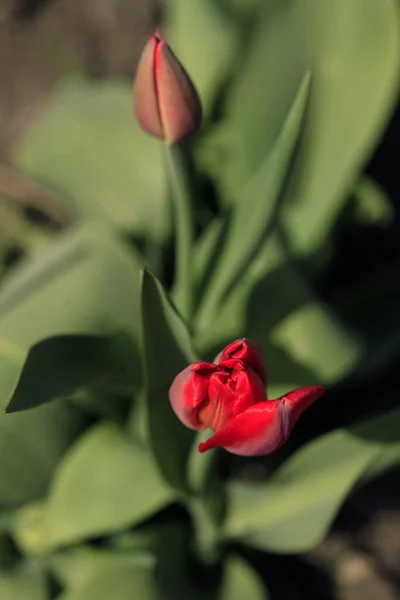 Tulipas Vermelhas Jardim Primavera — Fotografia de Stock