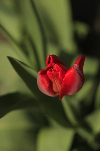 Coloridas Flores Primavera Jardín —  Fotos de Stock