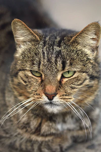 ふわふわの野生猫の肖像画 — ストック写真