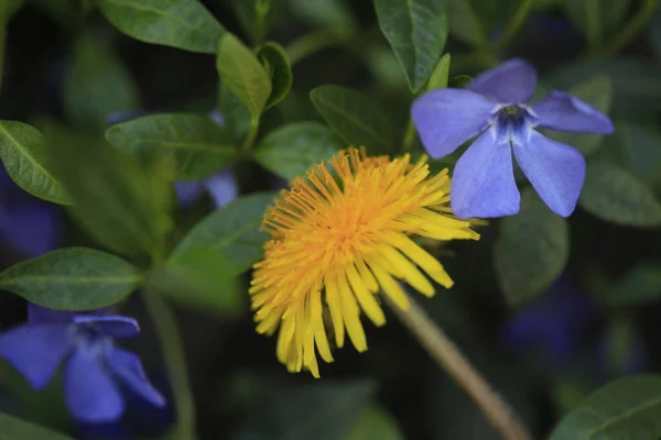 Fleurs Printanières Colorées Dans Jardin — Photo