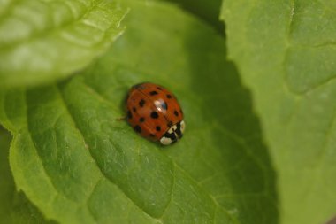Ağaçta oturan kırmızı uğur böceği