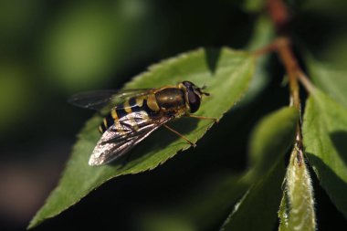 Yeşil yaprağın üzerinde oturan çizgili sinek