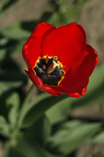 Tulipe Rouge Sur Fond Vert — Photo