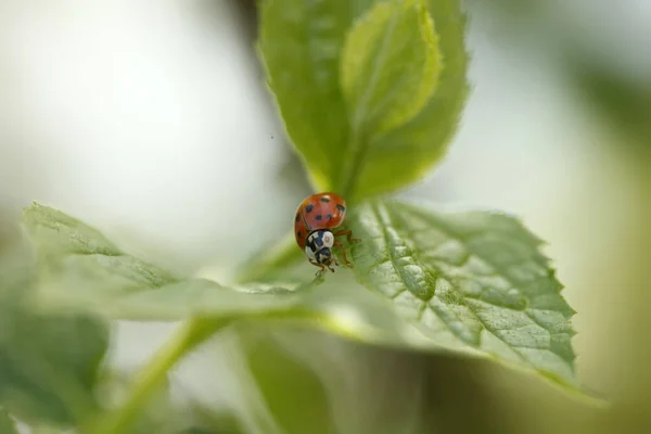 Red Ladybug Sitting Tree — Stock Photo, Image