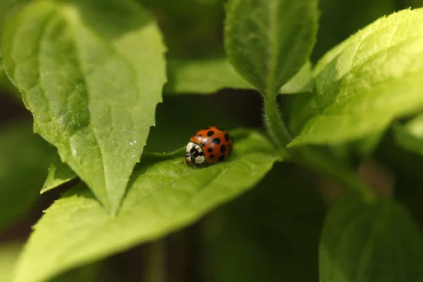 Red Ladybug Sitting Tree — Stock Photo, Image