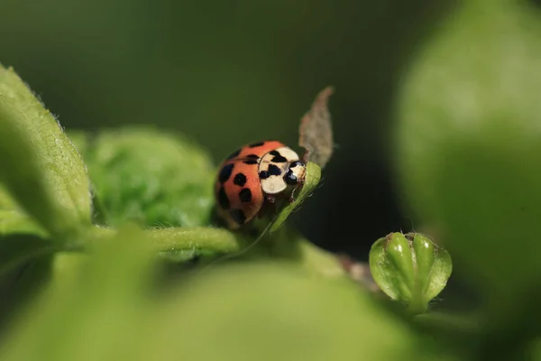 Mariquita Roja Sentada Árbol — Foto de Stock