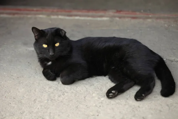 Retrato Gato Preto Fofo — Fotografia de Stock