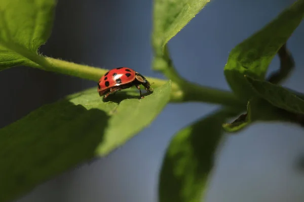 Mariquita Roja Sentada Árbol — Foto de Stock