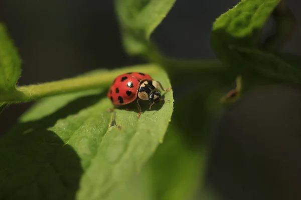 Mariquita Roja Sentada Árbol — Foto de Stock