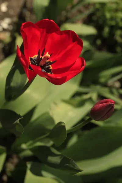 Tulipe Rouge Sur Fond Vert — Photo