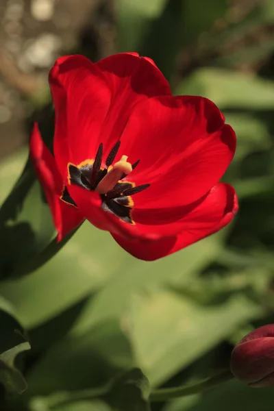 Tulipa Vermelha Fundo Verde — Fotografia de Stock