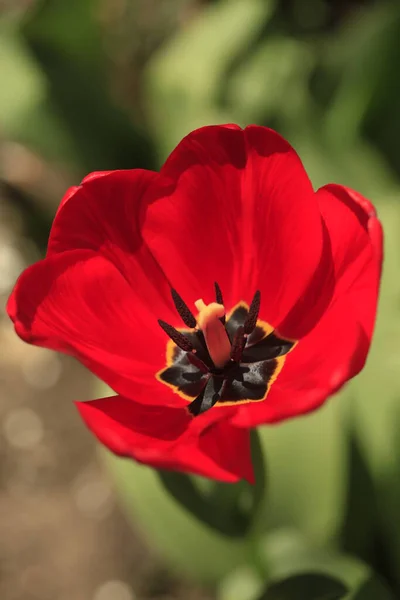 Tulipán Rojo Sobre Fondo Verde — Foto de Stock